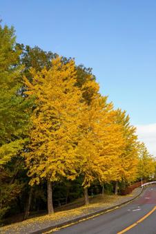 黄葉した道路沿いのイチョウの木 秋,風景,紅葉の写真素材