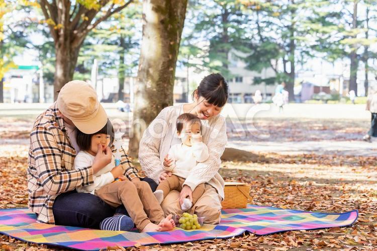 秋の公園で遊ぶ家族・ファミリー ピクニック,行楽,家族の写真素材