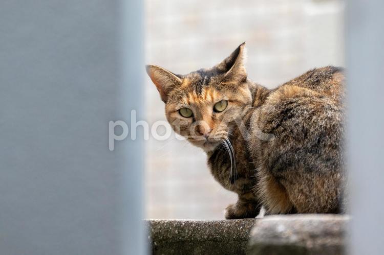 建物の壁から顔を見せた茶色の野良猫 野良猫,カメラ目線,座るの写真素材