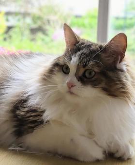 もふもふな猫 猫,もふもふ,動物の写真素材
