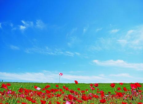 赤いポピーのお花畑と青空の風景 ポピー,青空,空の写真素材