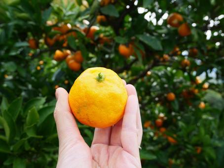 みかん狩り.1 みかん,みかん狩り,秋の写真素材