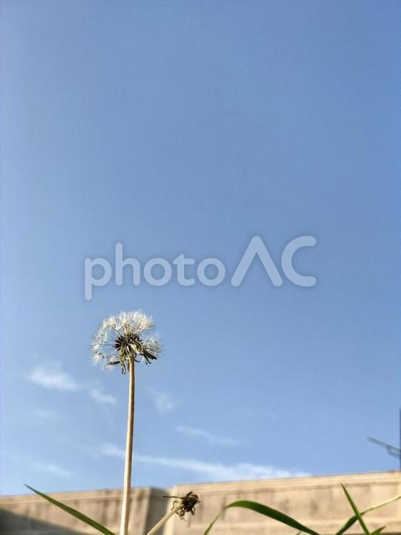 たんぽぽのカケラ たんぽぽ,芽,leafの写真素材