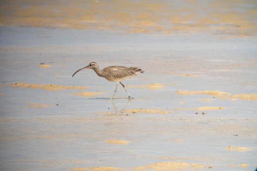 Photo, cuttlefish, siki, travelers, 