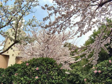 サクラの木-3 サクラの木-3 サクラの木,花びら,ピンクの写真素材