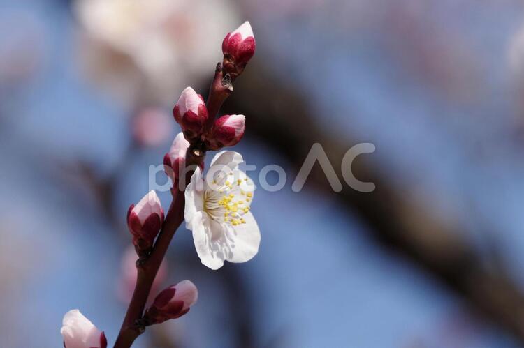 梅の花と蕾 梅,花,蕾の写真素材