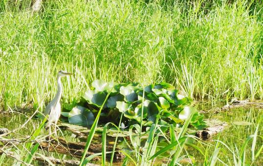 水辺に佇むサギ 水辺に佇むサギの写真