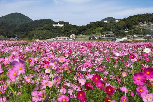 コスモス畑 コスモス,コスモス園,コスモス畑の写真素材