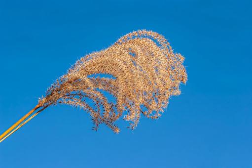秋晴れの青空とススキ ススキ,秋,植物の写真素材