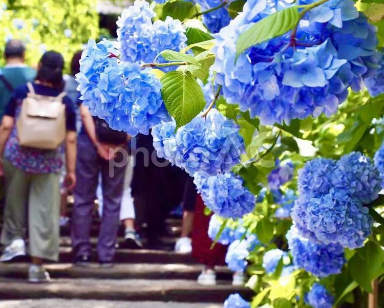 綺麗なあじさいをみる観光客 初夏,梅雨,あじさいの写真素材