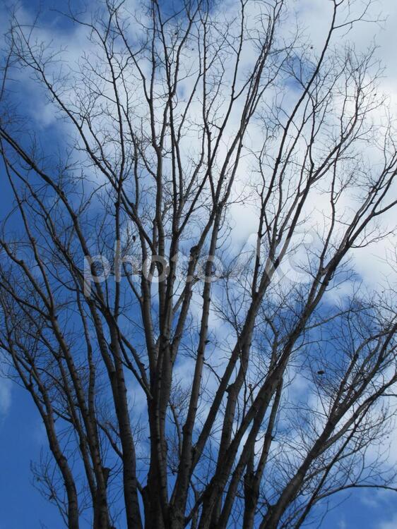 冬枯れの木 木,冬,風景の写真素材
