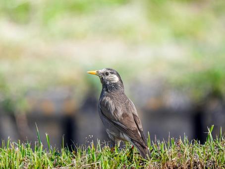 地面を歩くムクドリ 地面を歩くムクドリの写真