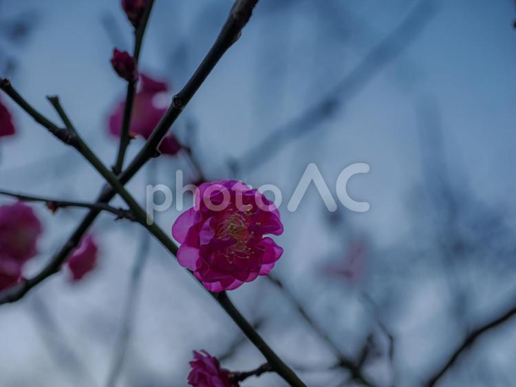 ピンクの紅梅 梅林,花,ピンクの写真素材