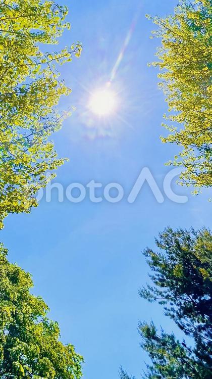 青空　太陽　樹　壁紙 青空,太陽,樹の写真素材