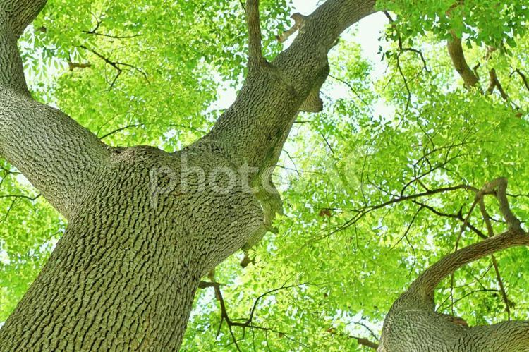 環境素材：新緑の樹木 4月,5月,6月の写真素材