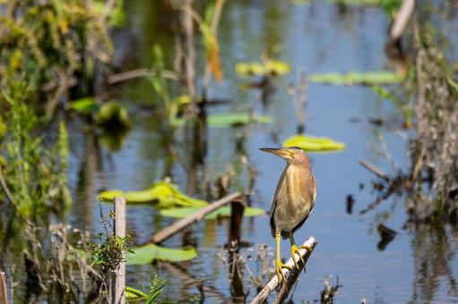 Photo, bird, yellow bittern, wild bird, 