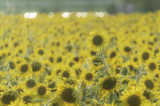 福岡-【柳川ひまわり園】 ひまわり,花,植物の写真素材