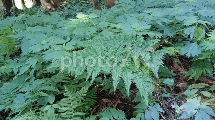 森の木々の下を眺めてみれば 下草,自然,風景の写真素材