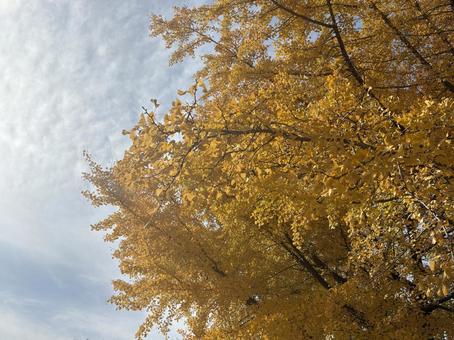 黄色い銀杏の梢と秋空　イチョウ　紅葉 イチョウ,銀杏,紅葉の写真素材