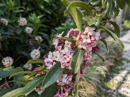 沈丁花0002 沈丁花0002の写真