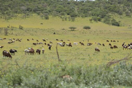 アフリカタンザニアのンゴロンゴロ保全地域 ンゴロンゴロ,アフリカ,タンザニアの写真素材