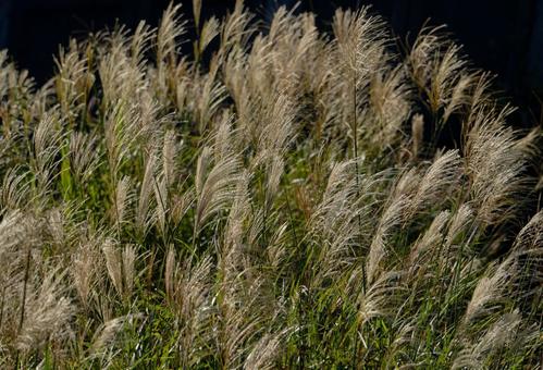 Silver grass spikes shining golden in the autumn sunlight, JPG Silver grass spikes shining golden in the autumn sunlight, JPG
