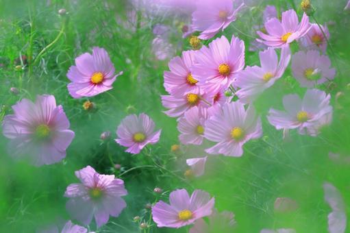コスモスによる幻想の世界-8 コスモスによる幻想の世界-8 コスモス,花,秋の写真素材