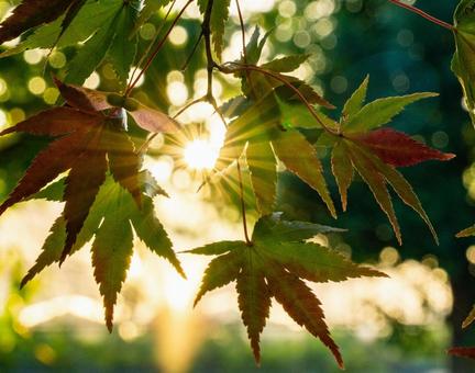 朝日と紅葉 朝日と紅葉の写真