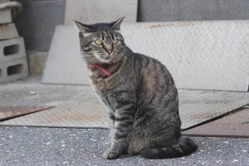 ねこ ねこ にゃんこ,可愛い,野良猫の写真素材
