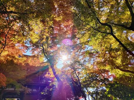 太陽の光と紅葉 紅葉,秋,本土寺の写真素材