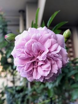 ベランダのバラ・レイニーブルー バラ,薔薇,レイニーブルーの写真素材