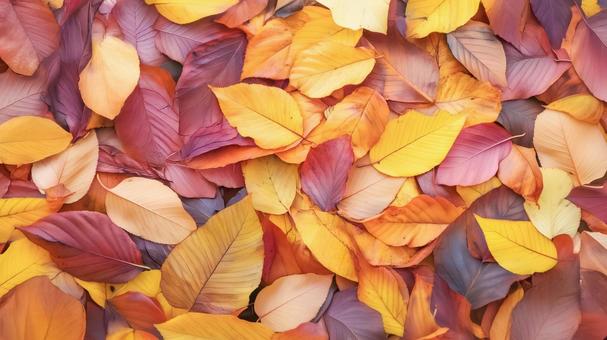 敷き詰められた暖色系の落ち葉の背景画像 敷き詰められた暖色系の落ち葉の背景画像の写真