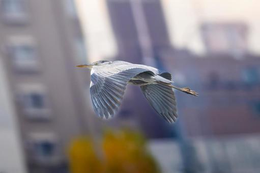 空飛ぶアオサギ 空飛ぶアオサギの写真