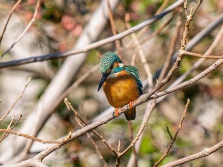 Kingfisher perched on a branch, kingfishers, wild bird, bird, JPG