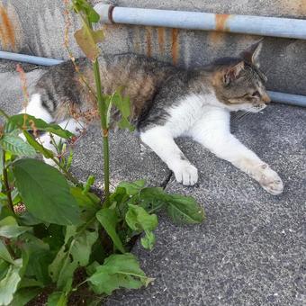野良猫 野良猫の写真