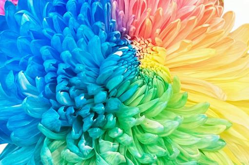 レインボーマム レインボーマム,レインボーキク,菊の写真素材