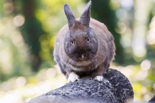 ペットのうさぎ うさぎ,ペット,干支の写真素材