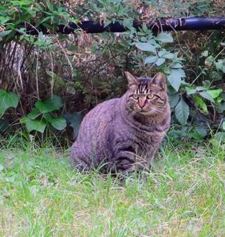 貴族のペットの写真