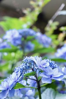 紫陽花 紫陽花の写真