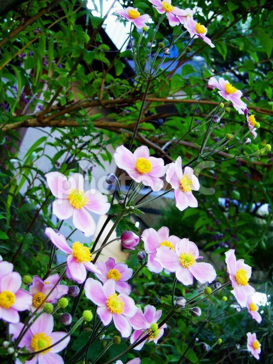 シュウメイギク 花,ピンクの花,秋の花の写真素材