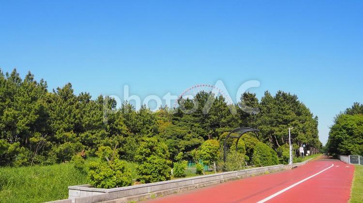 初夏の青空&観覧車・葛西臨海公園・東京都 初夏,青空,葛西臨海公園の写真素材