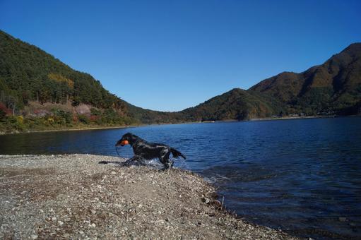 青空と湖と黒犬 犬,大型犬,黒犬の写真素材