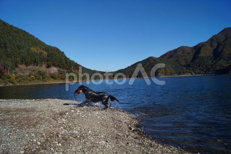 青空と湖と黒犬 犬,大型犬,黒犬の写真素材