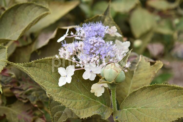 紫陽花　アジサイ　あじさい　青　紫　 紫陽花,アジサイ,あじさいの写真素材