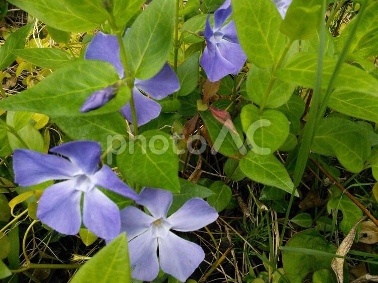 春になると 蔓ききょうの花が咲き乱れます 薄紫色の花,植物,4月の花の写真素材