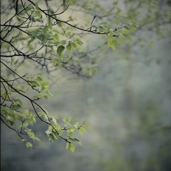 緑植物 緑植物の写真