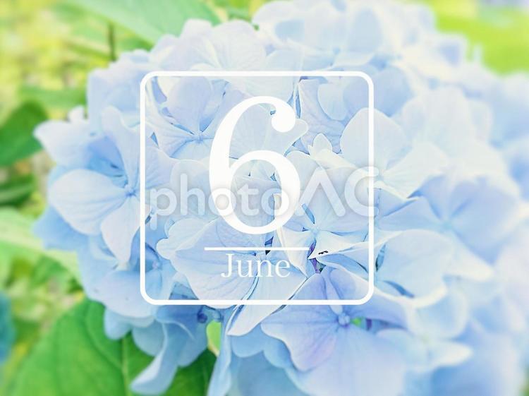 6月のあじさい あじさい,紫陽花,梅雨の写真素材