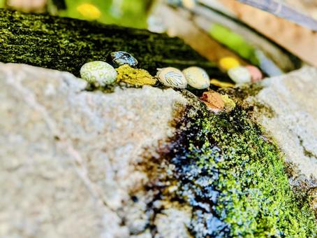綾部八幡神社 綾部八幡神社,みやき町,佐賀県の写真素材