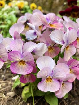 Pink Viola, JPG