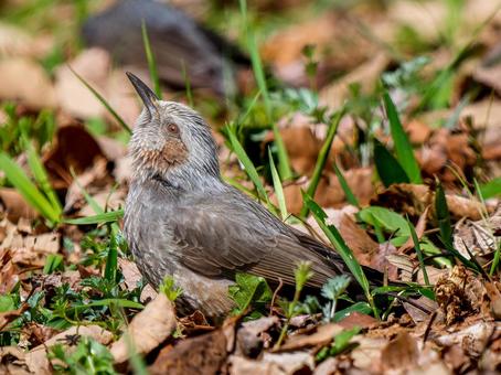 地面を歩くヒヨドリ 地面を歩くヒヨドリの写真